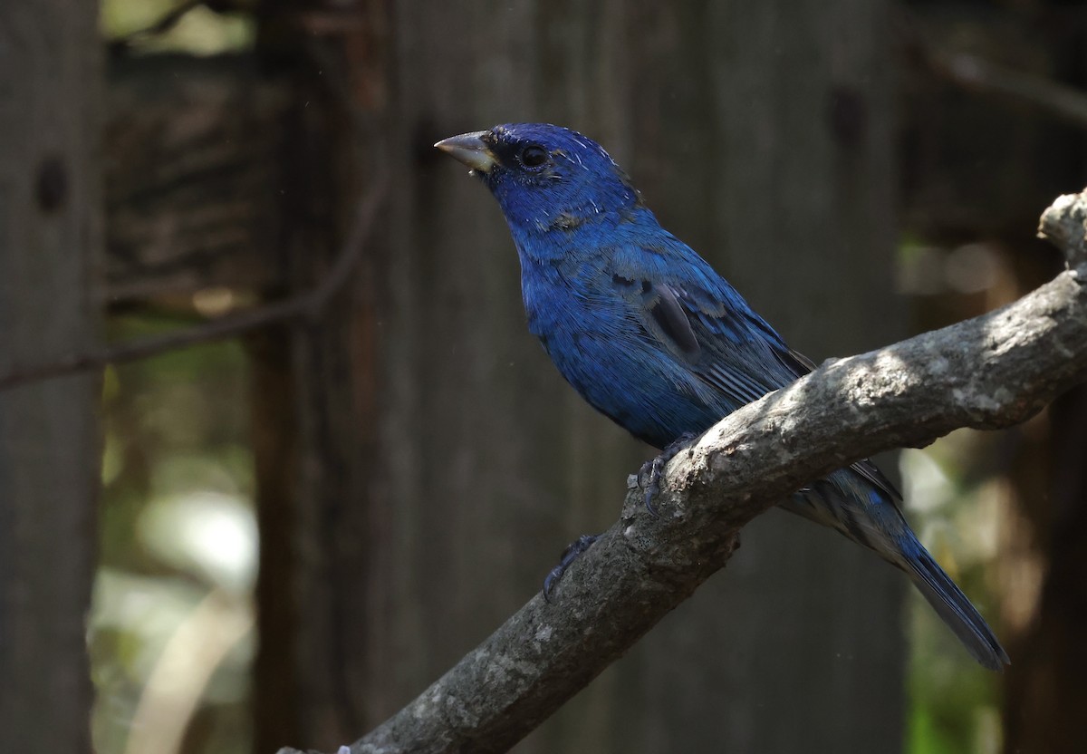 Indigo Bunting - ML632621514