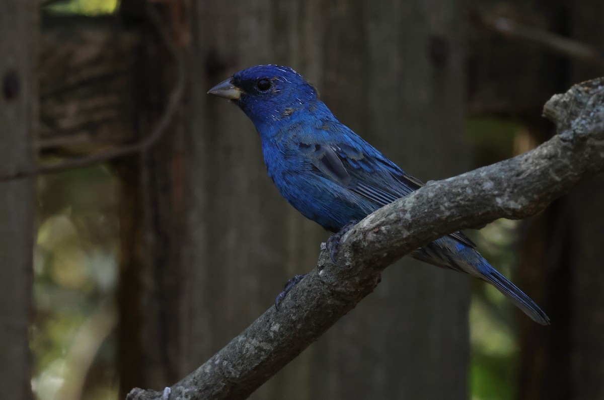 Indigo Bunting - ML632621515