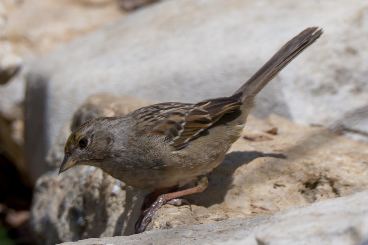 Golden-crowned Sparrow - ML632621536