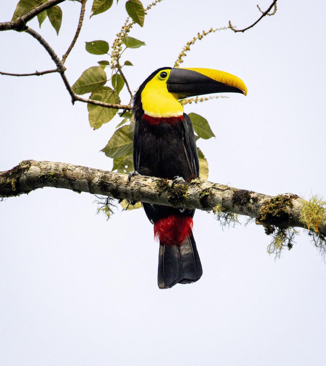 Toucan tocard - ML632621646
