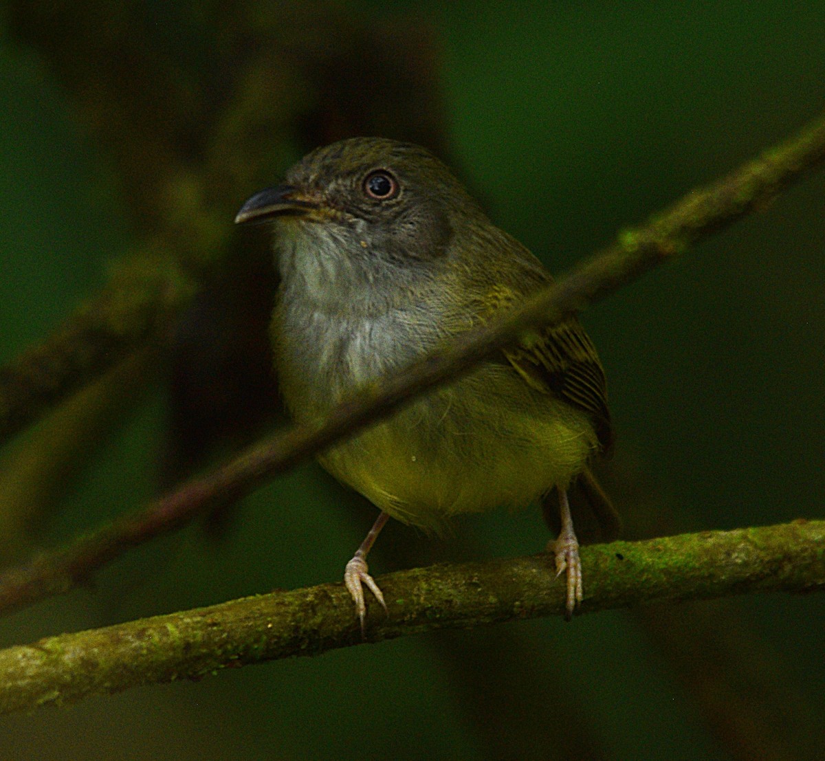 Northern Bentbill - ML632621897