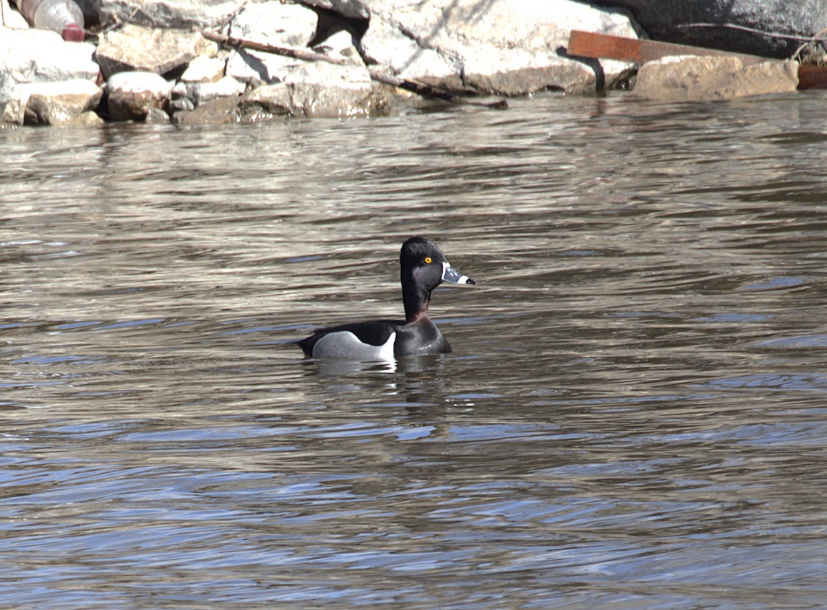 Ring-necked Duck - ML632621929