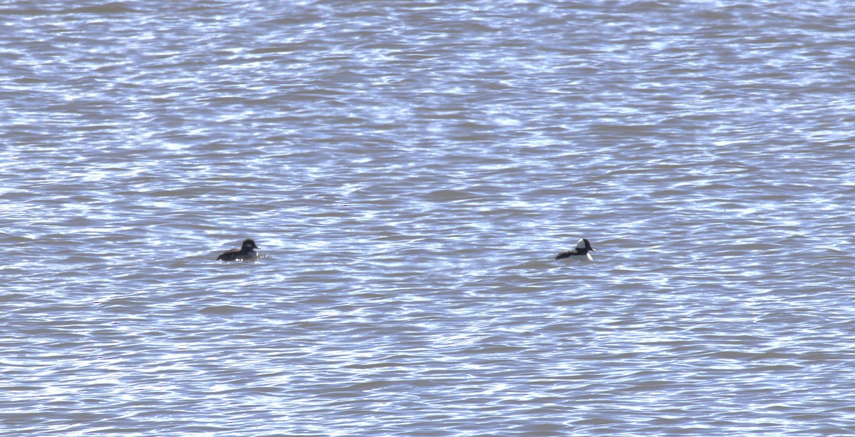 Bufflehead - ML632621941
