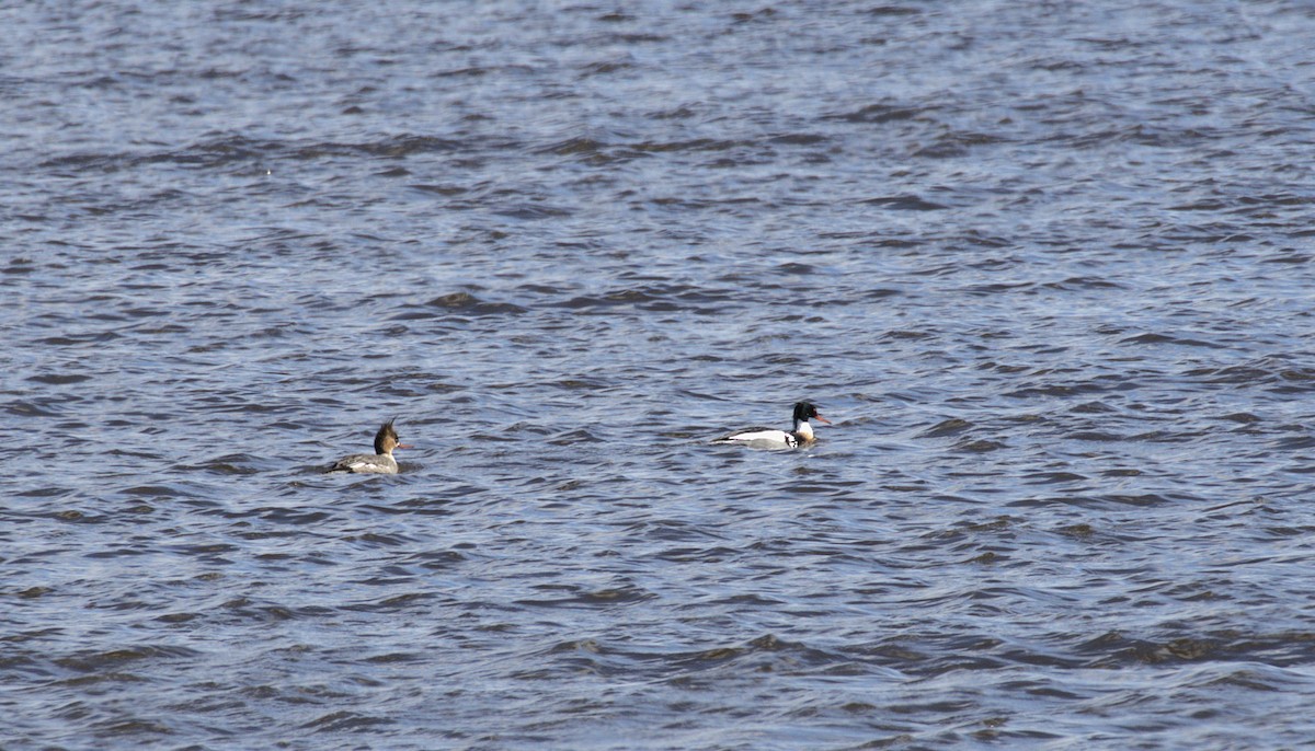 Red-breasted Merganser - ML632621949