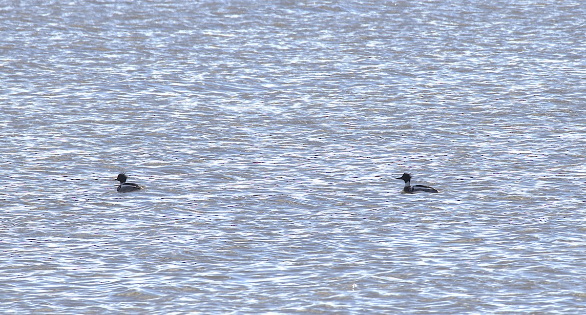 Red-breasted Merganser - ML632621952