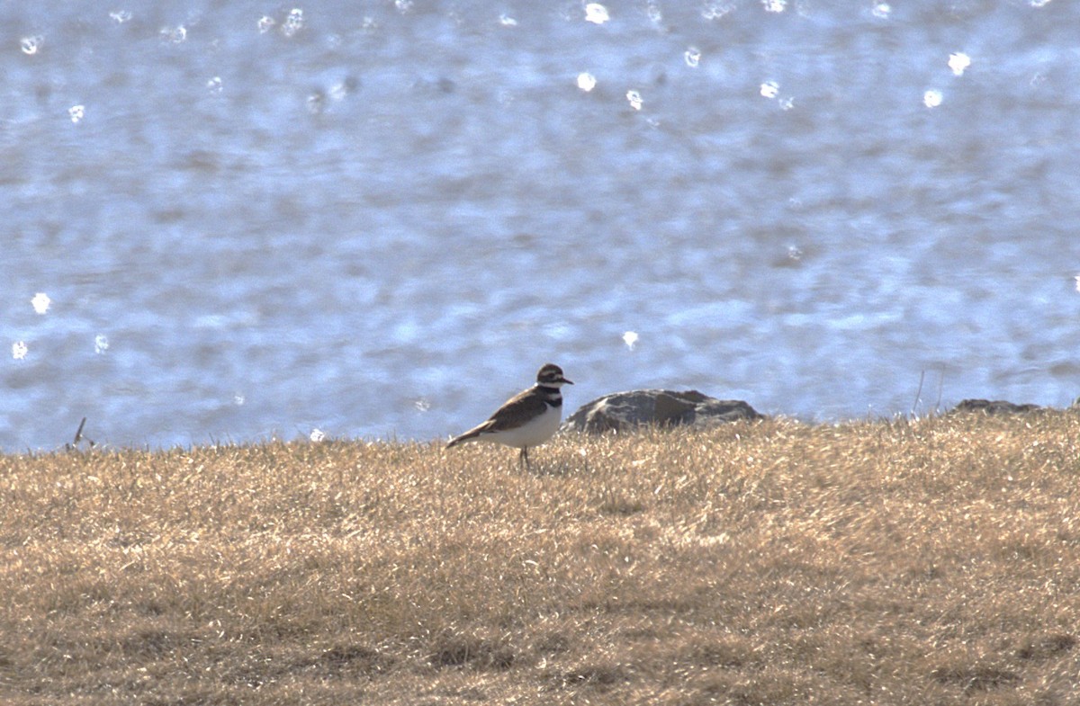 Killdeer - ML632621956