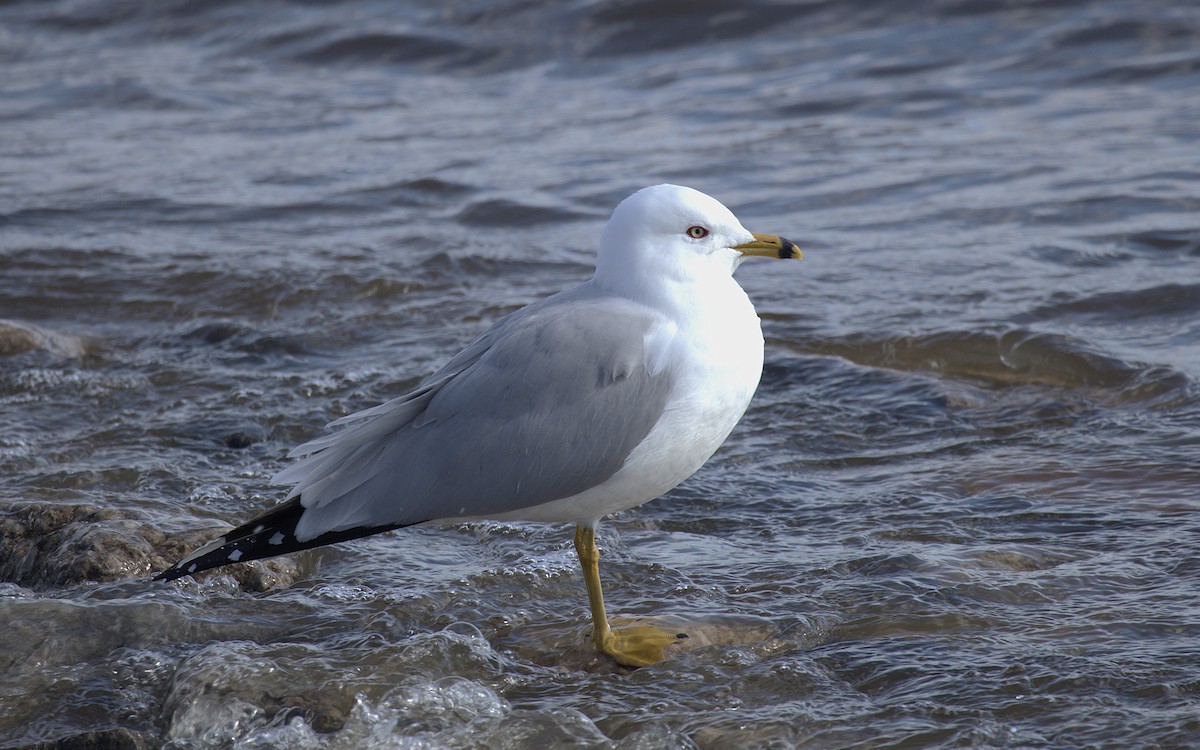 Ring-billed Gull - ML632621965