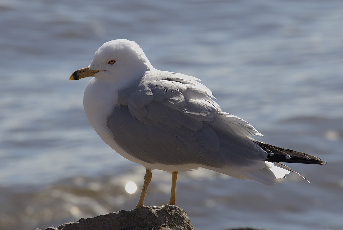 Ring-billed Gull - ML632621972