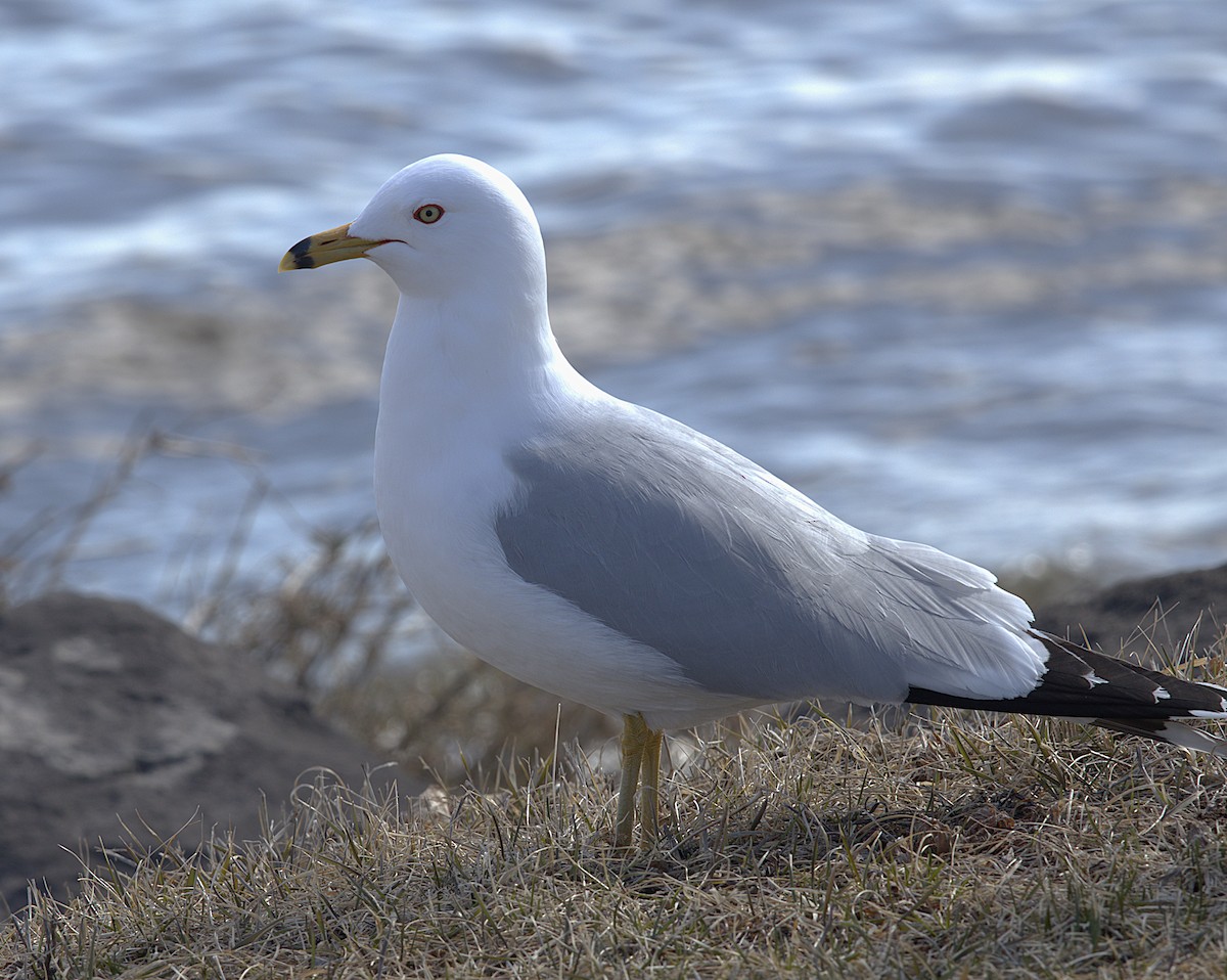 Ring-billed Gull - ML632621978