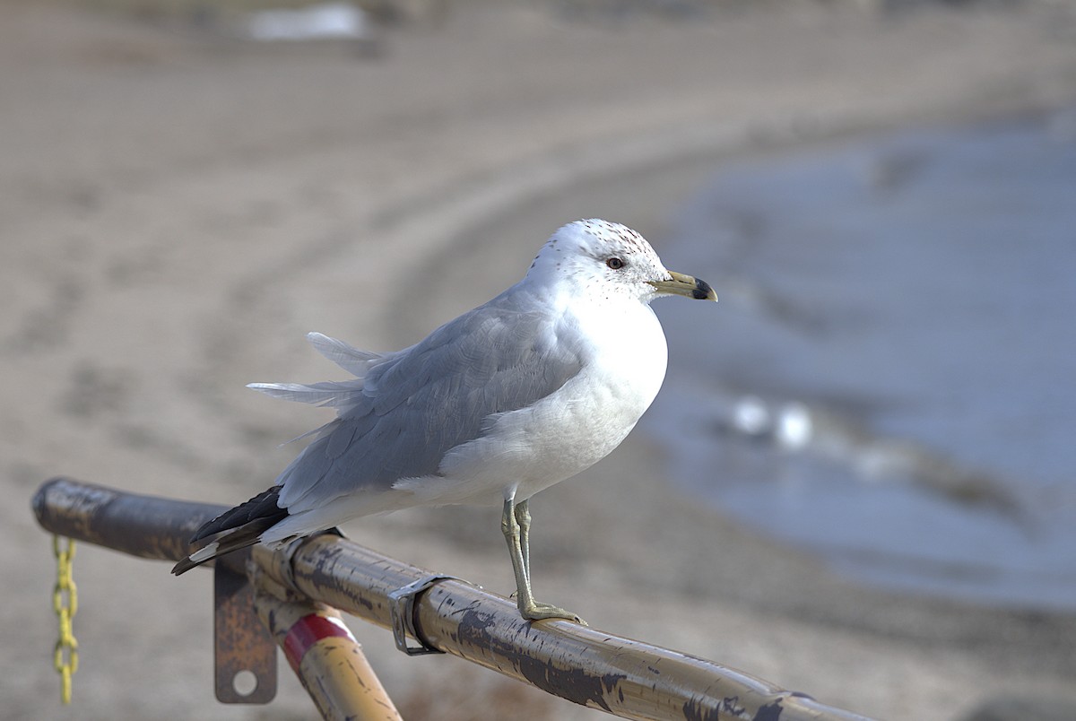 Ring-billed Gull - ML632621990