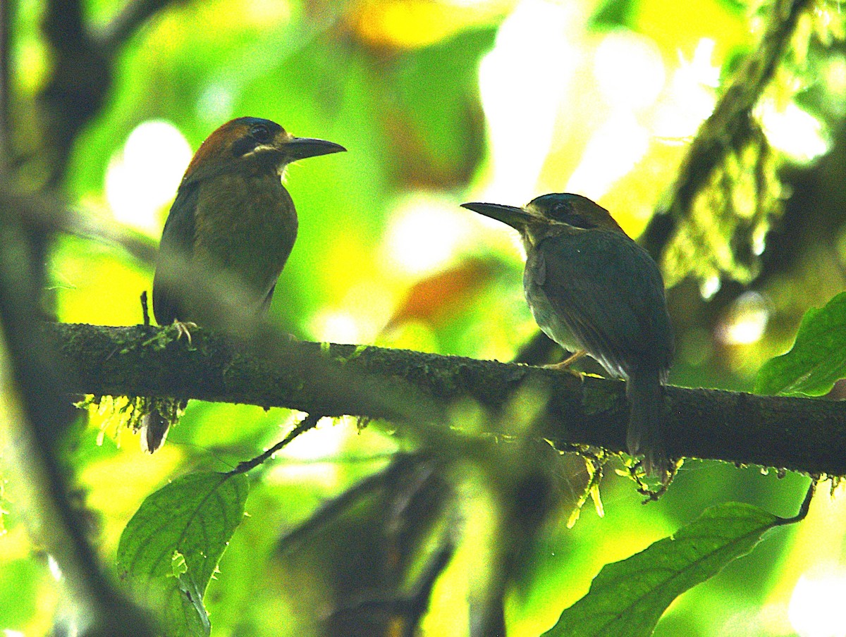 Tody Motmot - ML632622079