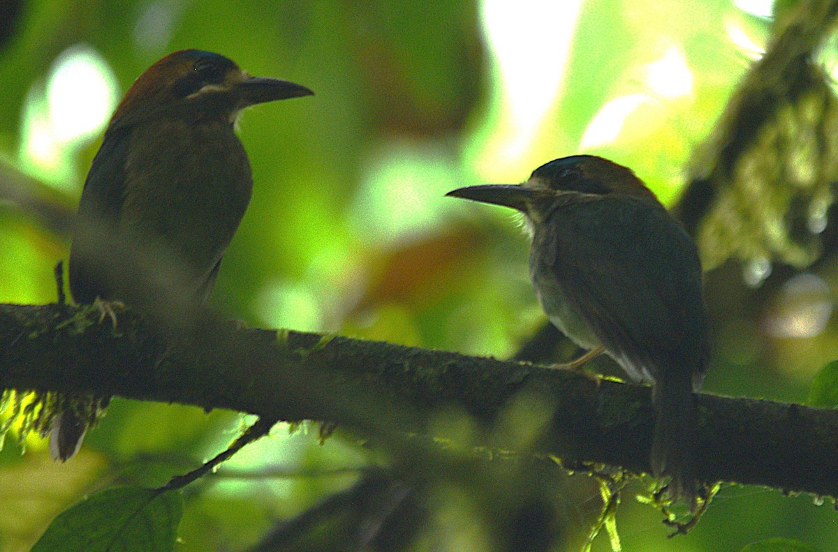 Tody Motmot - ML632622080