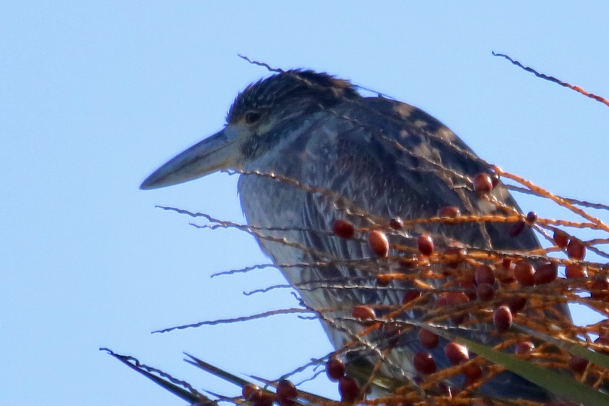 Yellow-crowned Night Heron - ML632622096