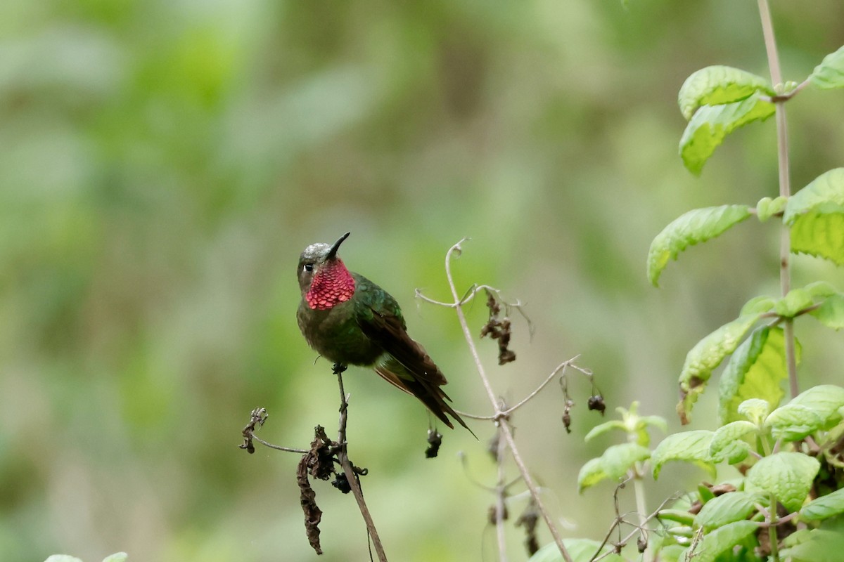 Bronze-tailed Comet - ML632622097