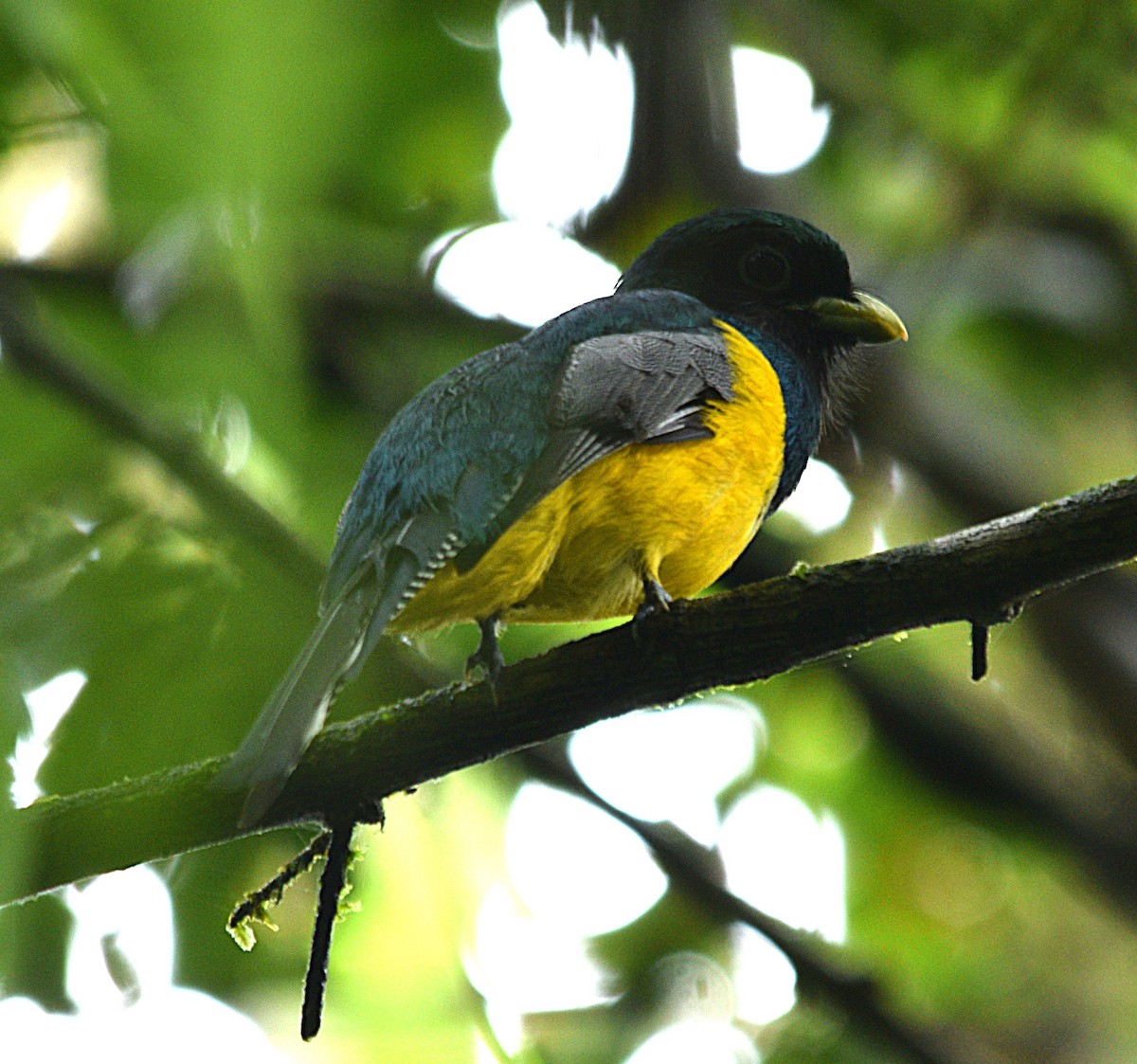 Graceful Black-throated Trogon - ML632622232