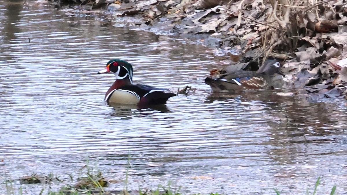 アメリカオシ - ML632622328