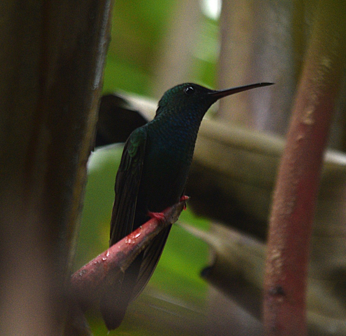 Bronze-tailed Plumeleteer - ML632622329