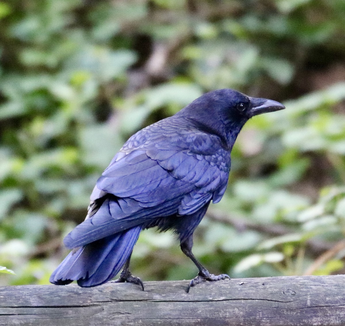 American Crow - ML632622359