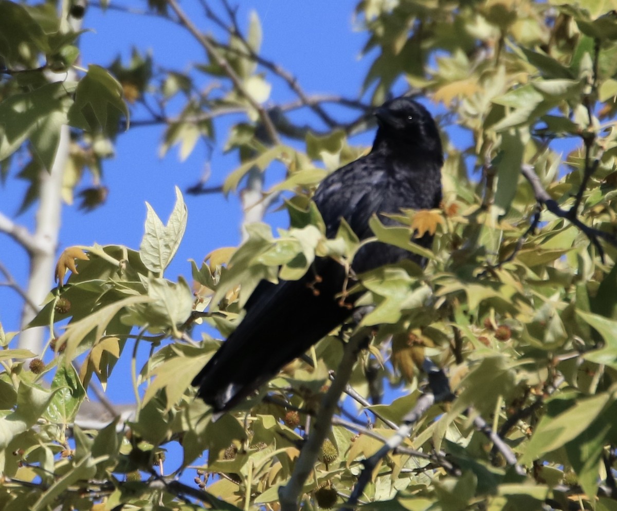 American Crow - ML632622366