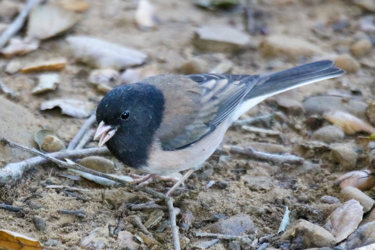 Dark-eyed Junco (Oregon) - ML632622387