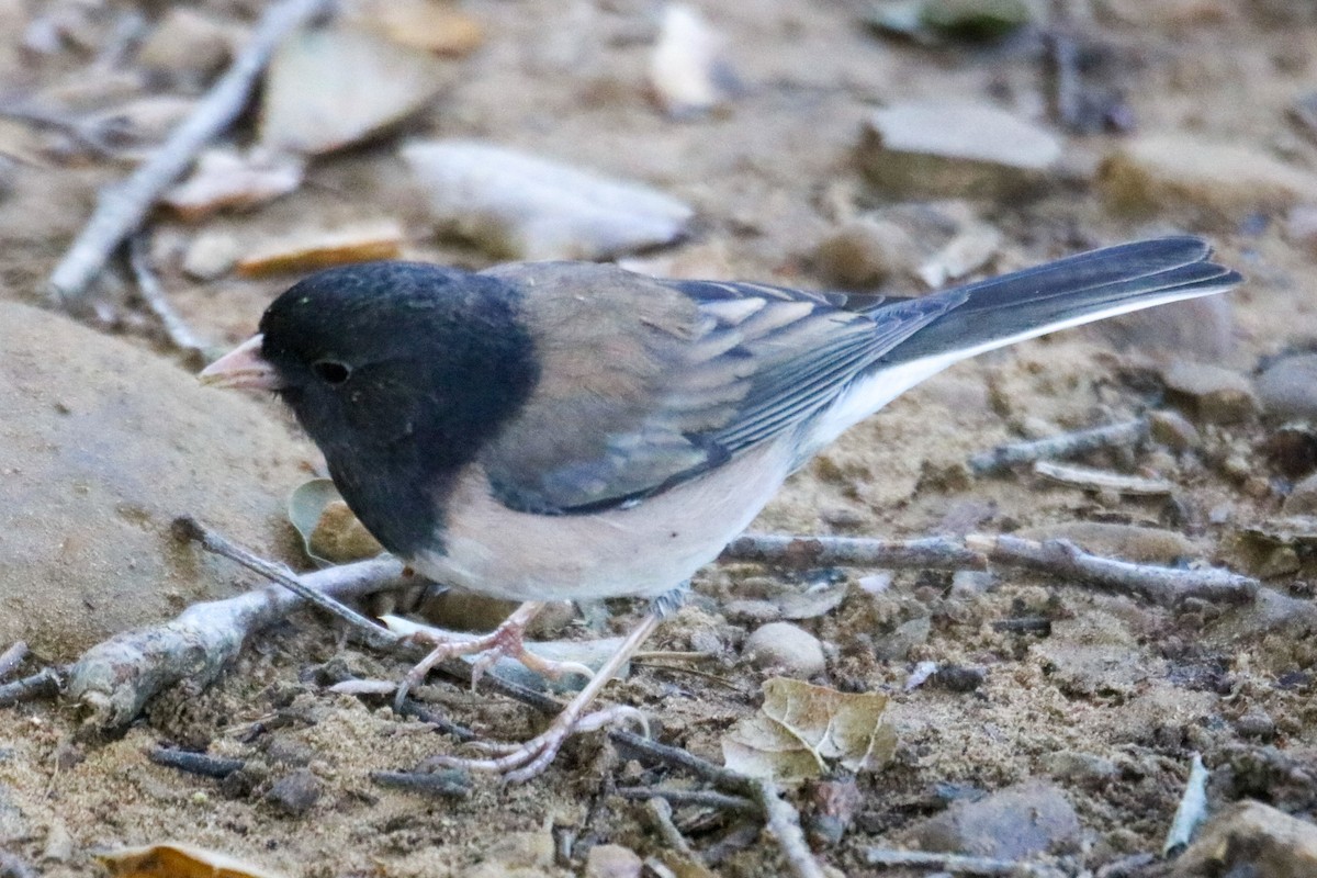 Dark-eyed Junco (Oregon) - ML632622388