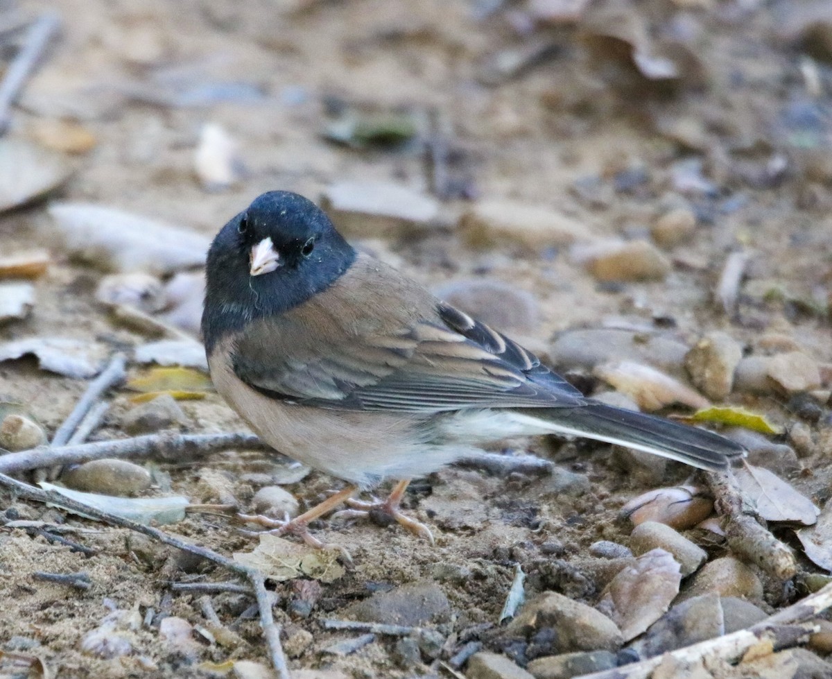 Dark-eyed Junco (Oregon) - ML632622390