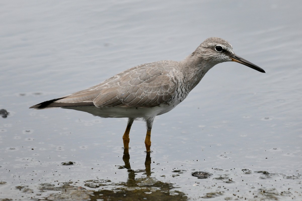 Gray-tailed Tattler - ML632622396