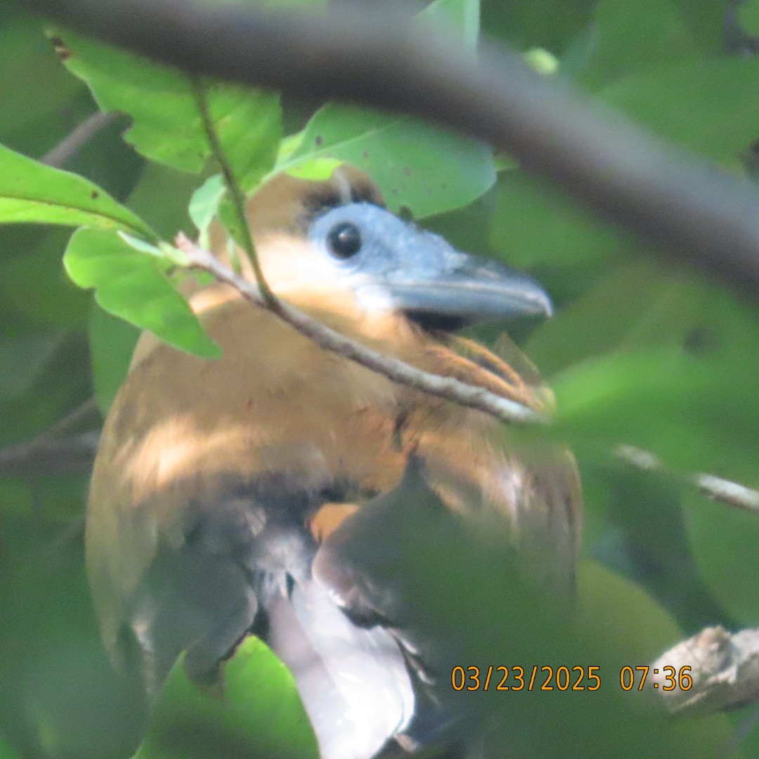 Capuchinbird - ML632622401
