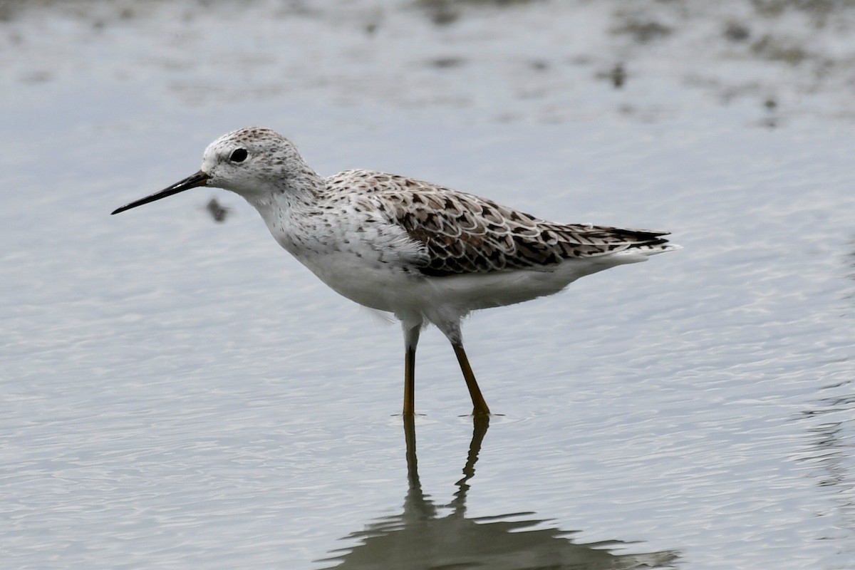 Marsh Sandpiper - ML632622408