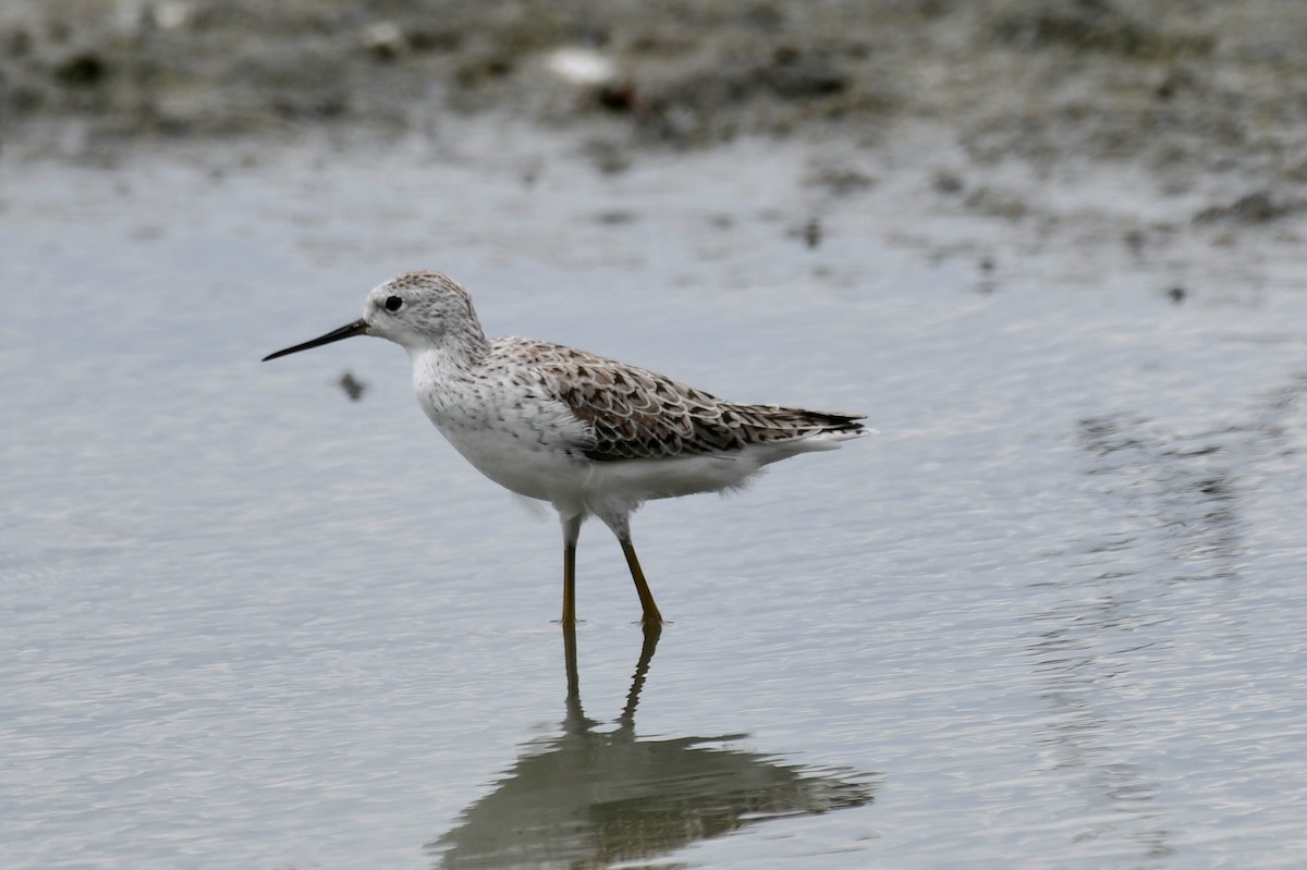 Marsh Sandpiper - ML632622409