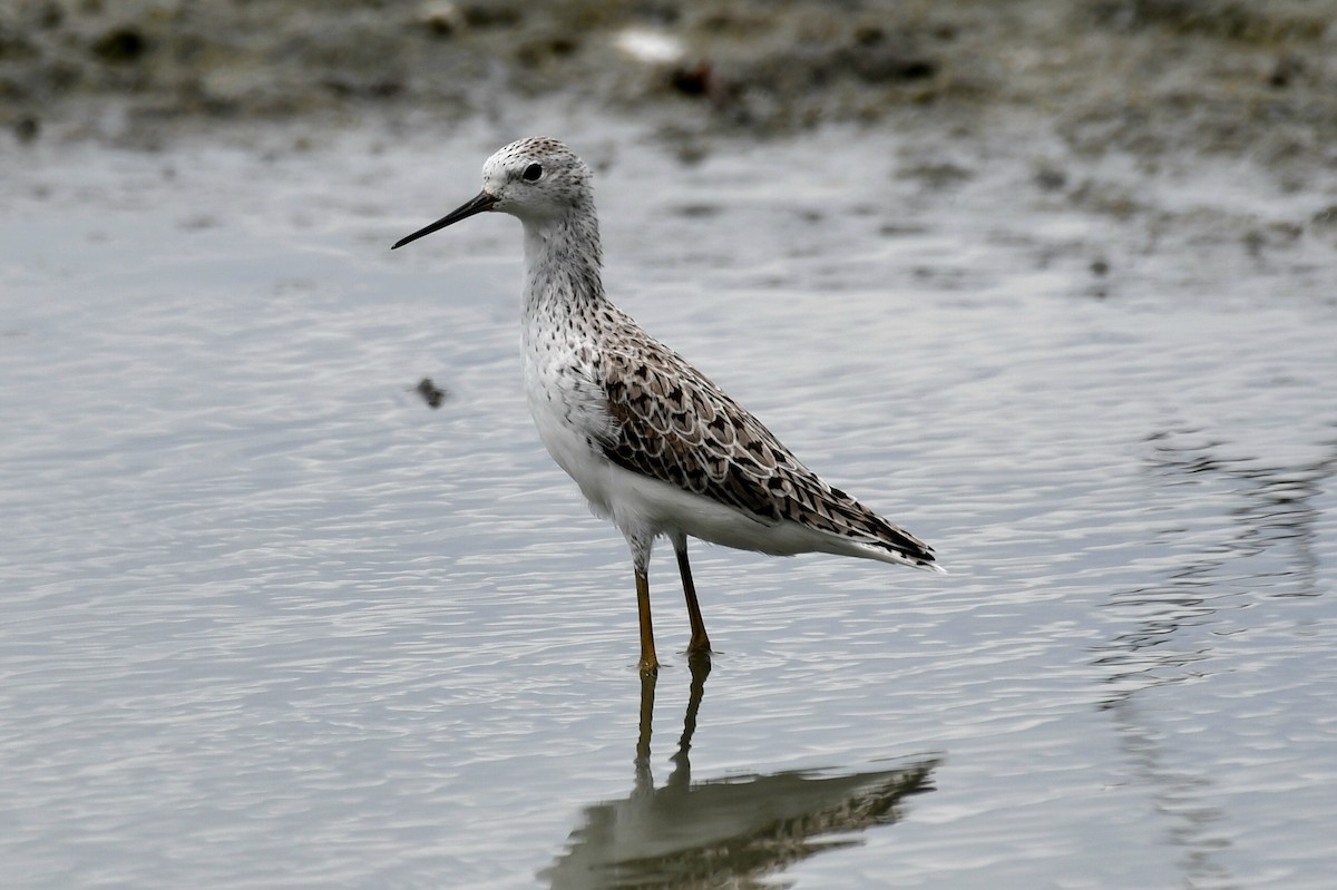 Marsh Sandpiper - ML632622410