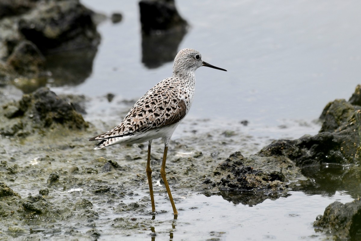 Marsh Sandpiper - ML632622411