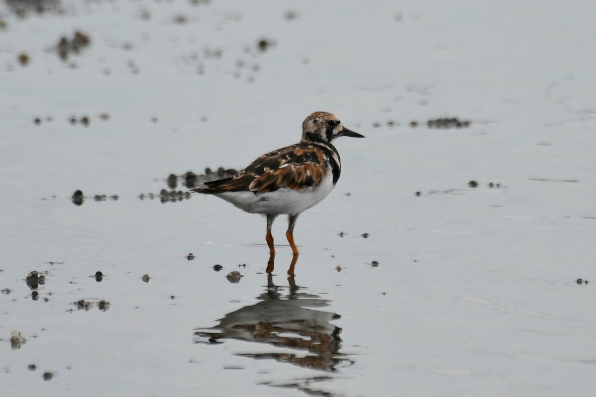 Ruddy Turnstone - ML632622430