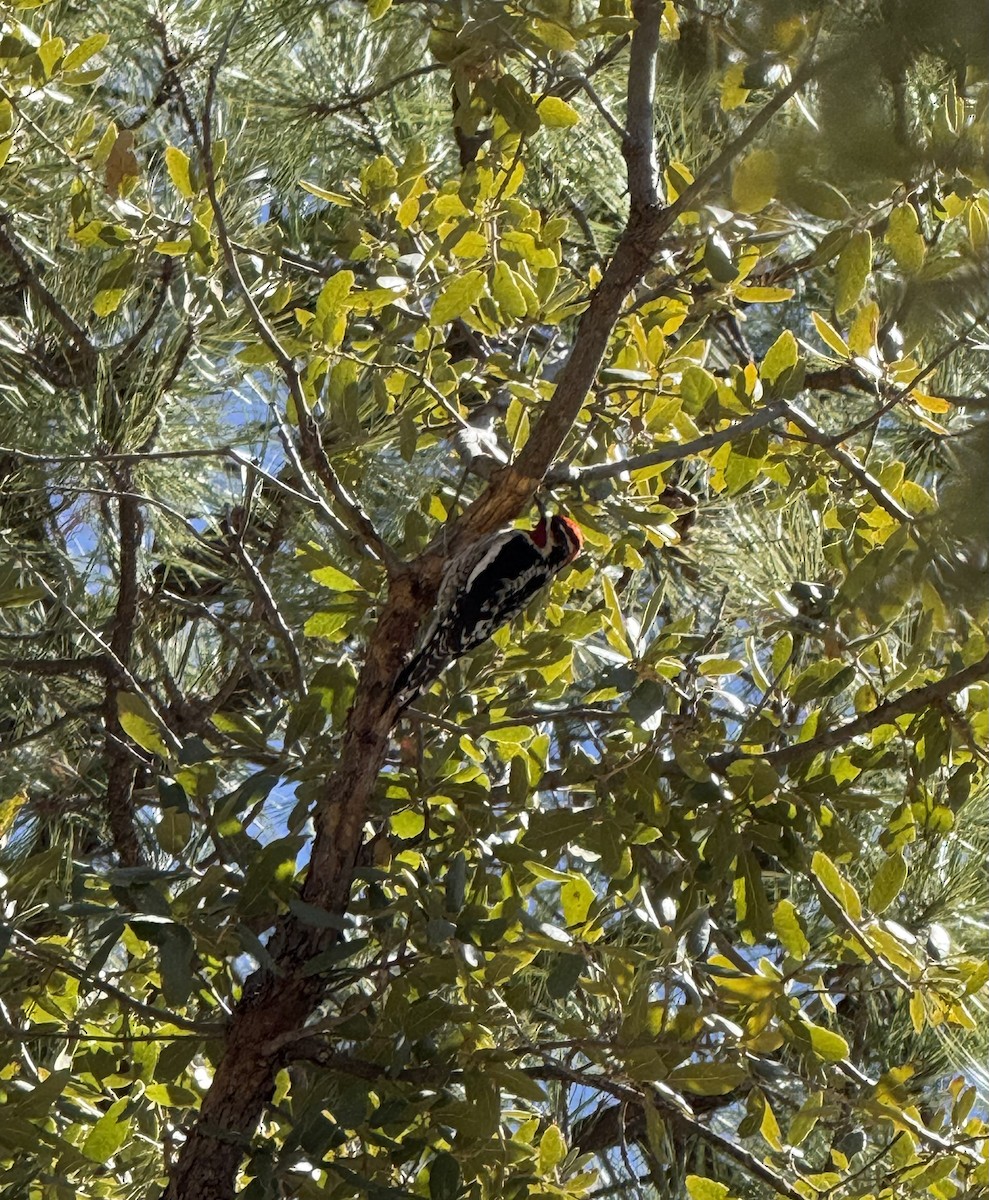 Red-naped Sapsucker - ML632622448