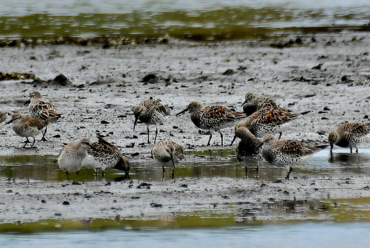 Great Knot - ML632622460