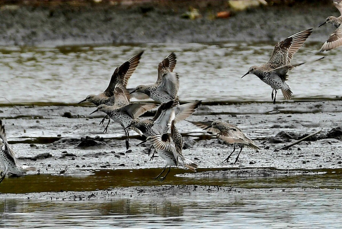 Great Knot - ML632622461