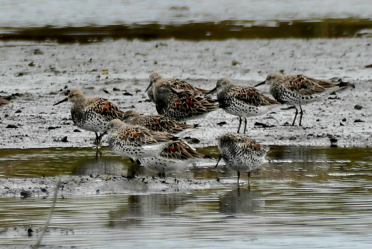Great Knot - ML632622462