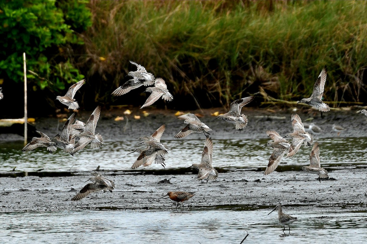 Great Knot - ML632622463