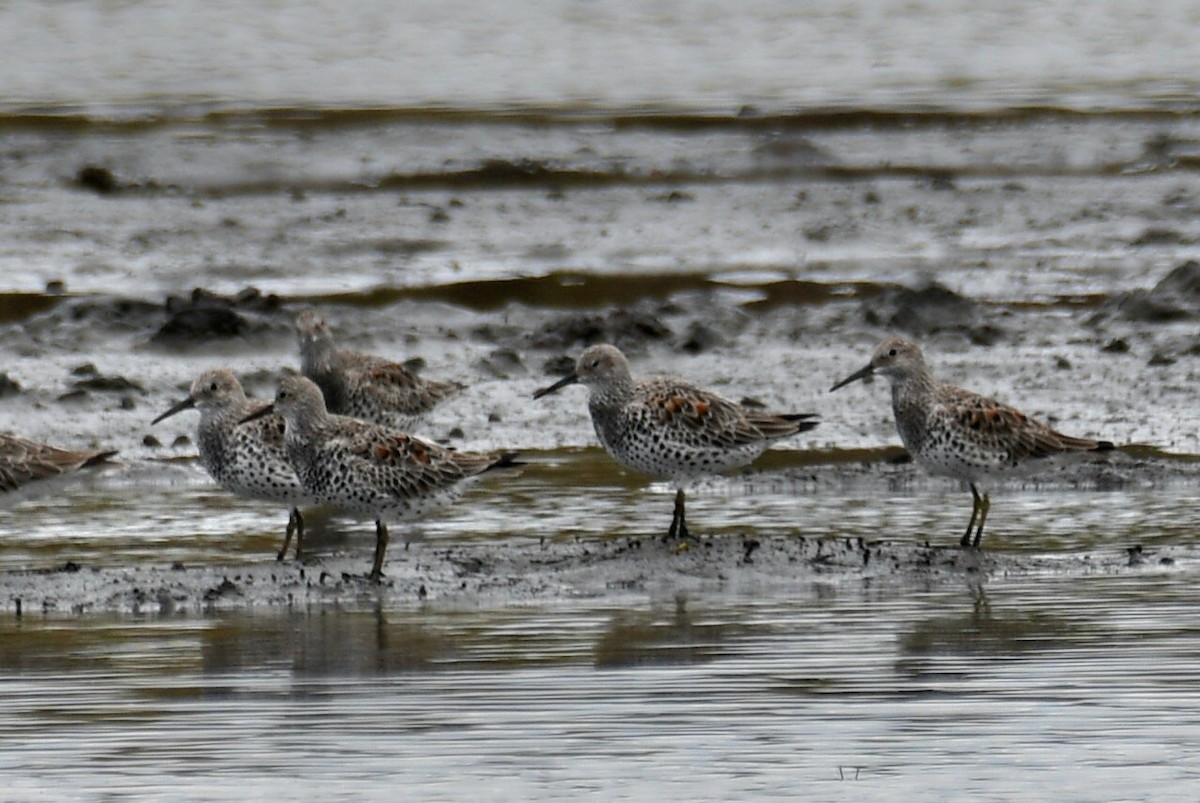 Great Knot - ML632622464