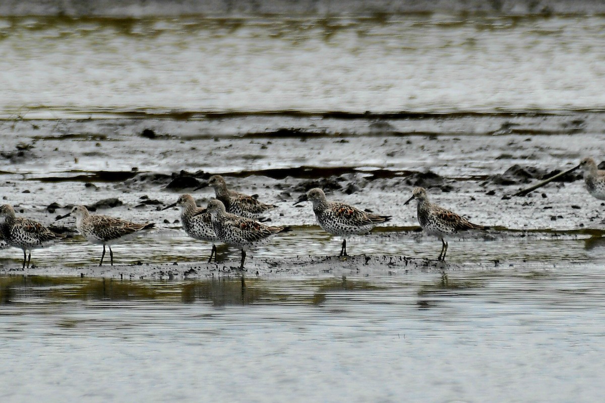 Great Knot - ML632622465