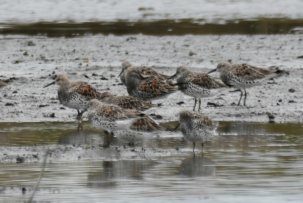 Great Knot - ML632622466