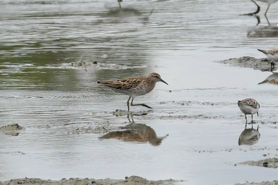 Sharp-tailed Sandpiper - ML632622483