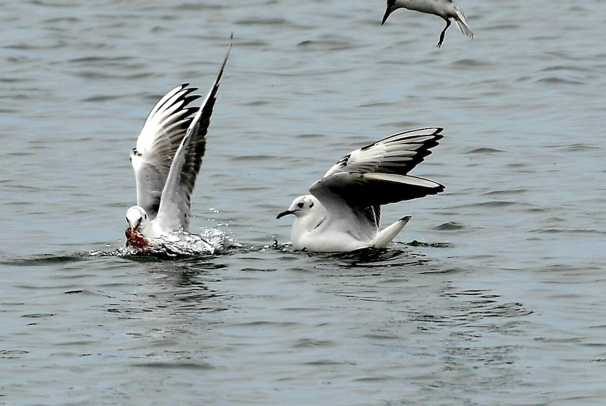Black-headed Gull - ML632622487