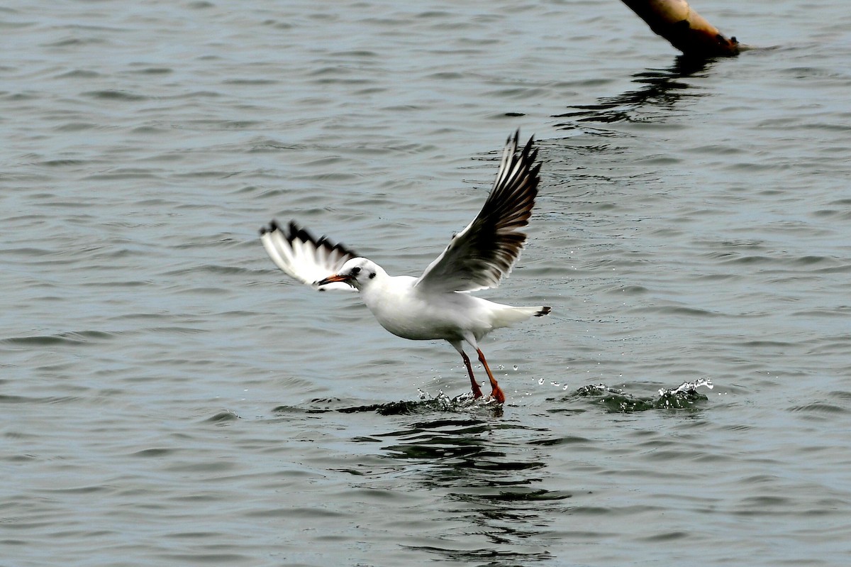 Black-headed Gull - ML632622488