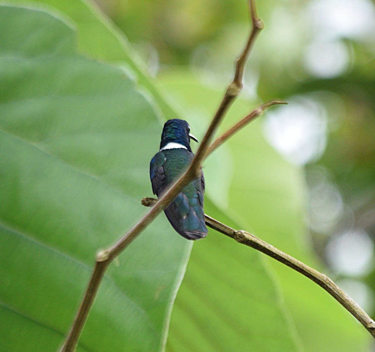 White-necked Jacobin - ML632622495