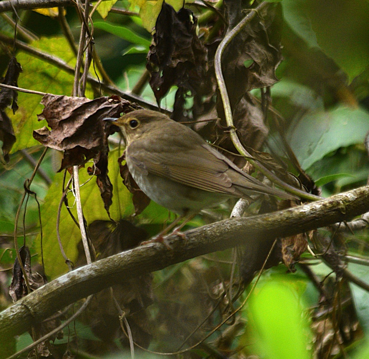 Swainson's Thrush - ML632622501