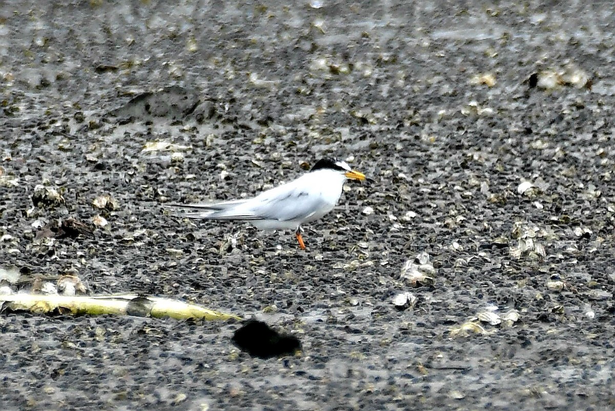 Little Tern - ML632622502