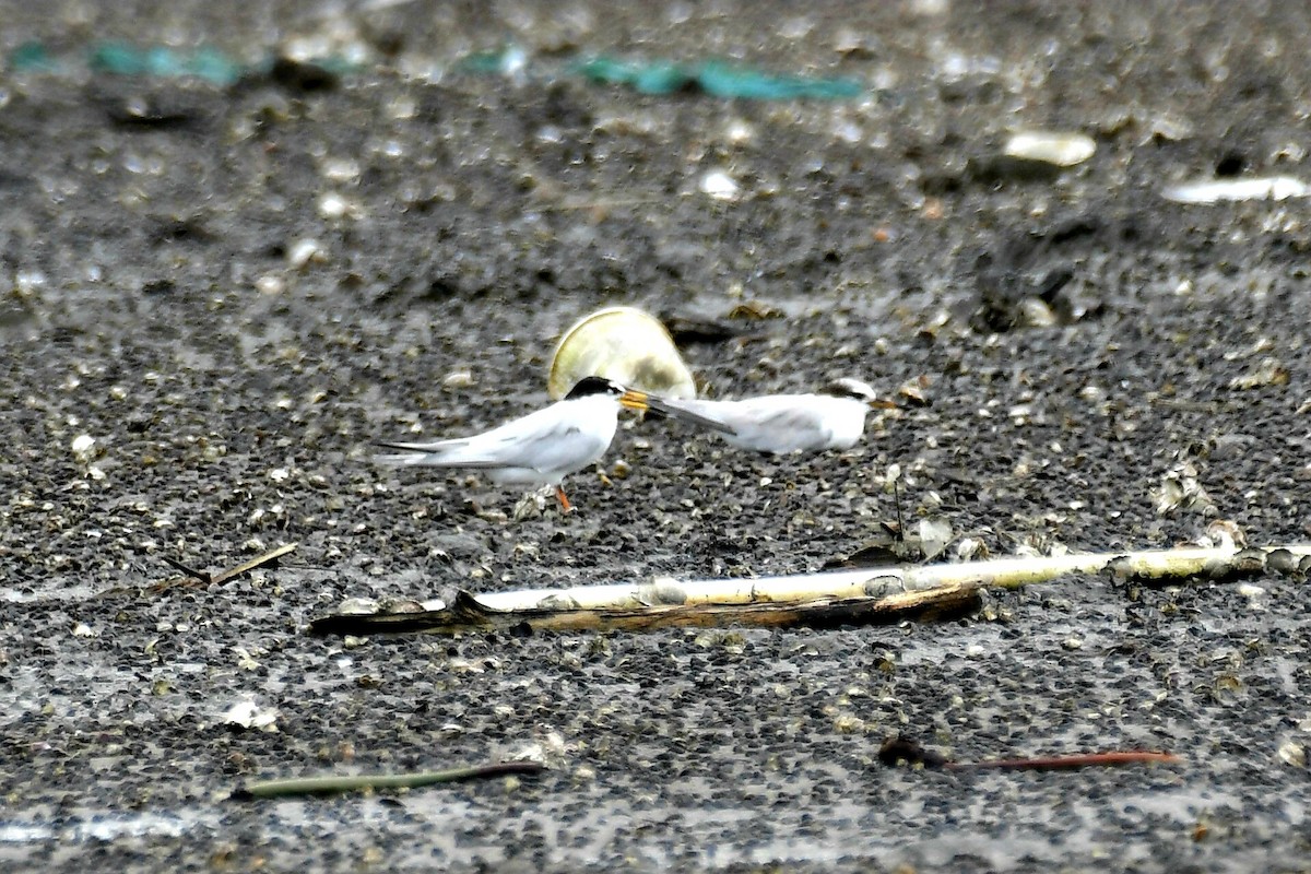 Little Tern - ML632622503
