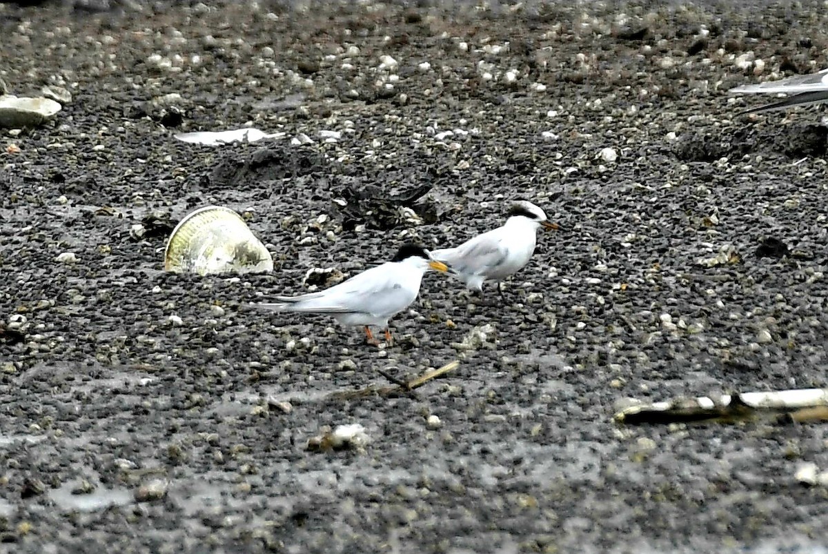 Little Tern - ML632622504