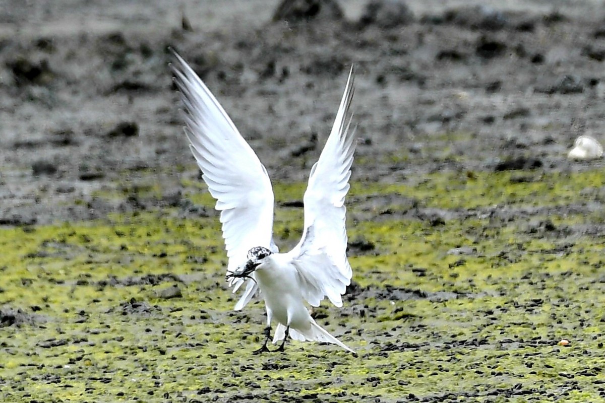 Gull-billed Tern - ML632622521